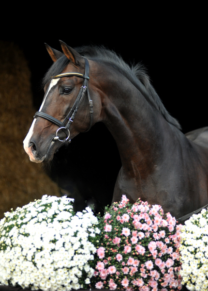Prämienhengst SHAVALOU v. Freudenfest u.d. Elitestute Schwalbenspiel v. Exclusiv - 26. September 2015 - Foto: Beate Langels - Trakehner Gest t H melschenburg
