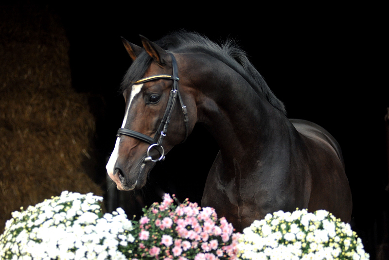 Prmienhengst SHAVALOU v. Freudenfest u.d. Elitestute Schwalbenspiel v. Exclusiv - 26. September 2015 - Foto: Beate Langels - Trakehner Gestt Hmelschenburg