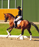 Trakehner Hengst von Saint Cyr x Summertime, Foto: Janne Bugtrup - Gestt Hmelschenburg