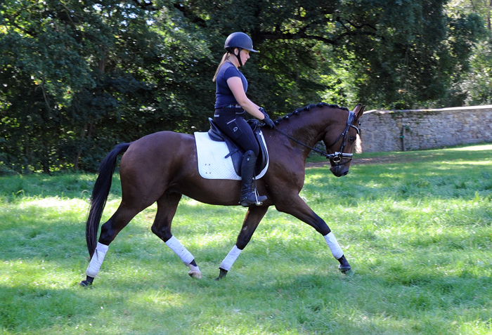 Scavi  - 3jhriger Trakehner von Imperio - Foto Beate Langels
