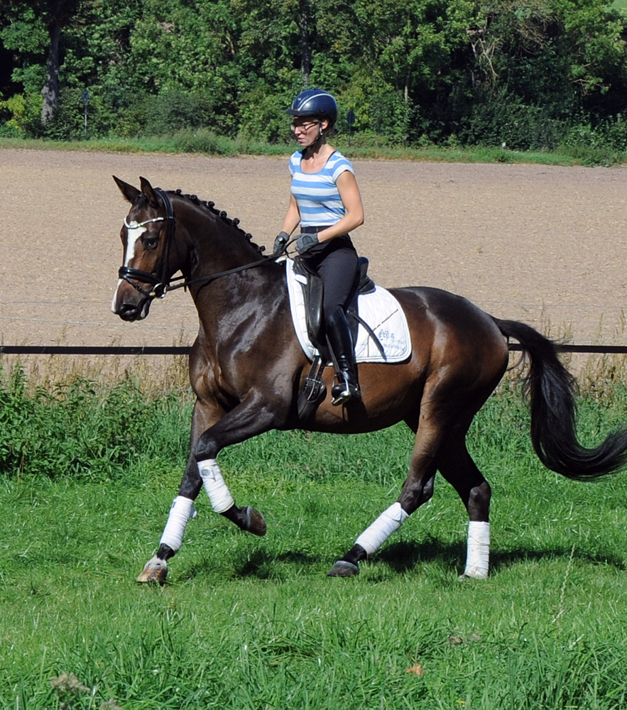 Tavolino - 3jhriger Trakehner Wallach von High Motion u.d. Pr.u.StPrSt. Tavolara v. Exclusiv - Foto Pauline Rolfing - Gestt Hmelschenburg