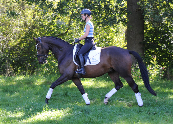 Tavolino - 4jhriger Trakehner Wallach von High Motion u.d. Pr.u.StPrSt. Tavolara v. Exclusiv - Foto Beate Langels - Gestt Hmelschenburg