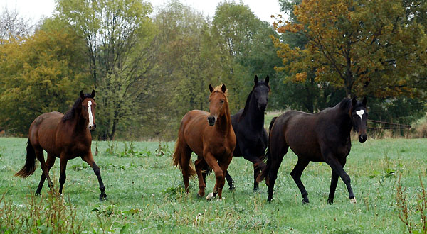 Zweijhrige Wallache im Trakehner Gestt Hmelschenburg - Foto: Beate Langels