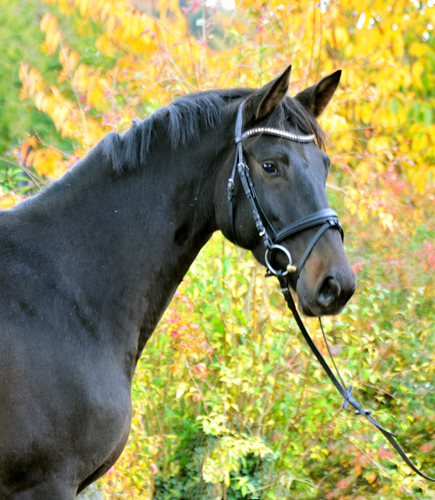 Kahlessi von El Greco u.d. Pr.u.StPrSt. Kendra v. Freudenfest  - Foto: Beate Langels -
Gest t Sch plitz