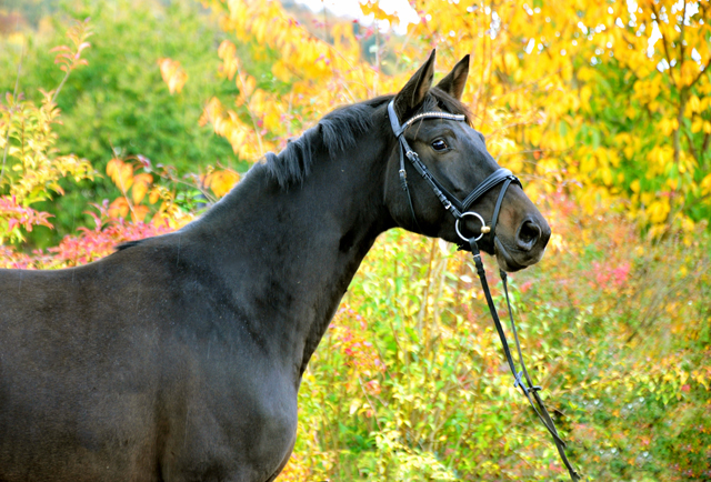 Kahlessi von El Greco u.d. Pr.u.StPrSt. Kendra v. Freudenfest  - Foto: Beate Langels -
Gest t Sch plitz