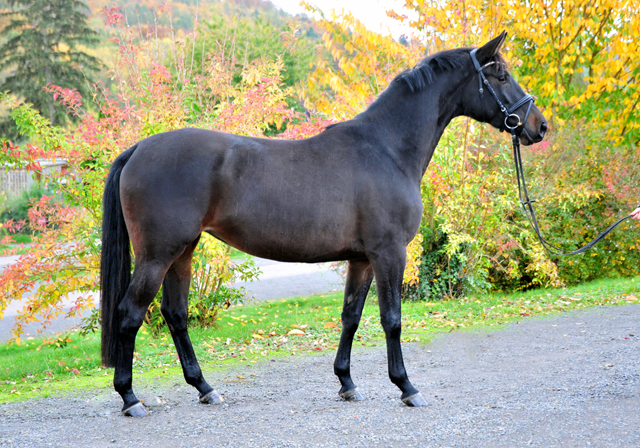 Kahlessi von El Greco u.d. Pr.u.StPrSt. Kendra v. Freudenfest  - Foto: Beate Langels -
Gest t Sch plitz