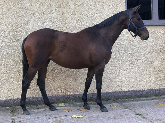 Trakehner Mare Valea by out of Pr.u.StPrSt. Vittoria by Exclusiv- Trakehner Gestt Hmelschenburg - Foto: Beate Langels - 
Trakehner Gestt Hmelschenburg