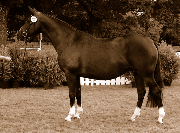 Elitestute Greta Garbo v. Alter Fritz u.d. ESt. Gloriette v. Kostolany - Foto: Beate Langels - Trakehner Gestt Hmelschenburg