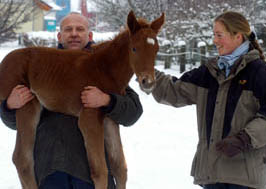 Stutfohlen  von Kostolany - u.d. Wendessa v. Welser