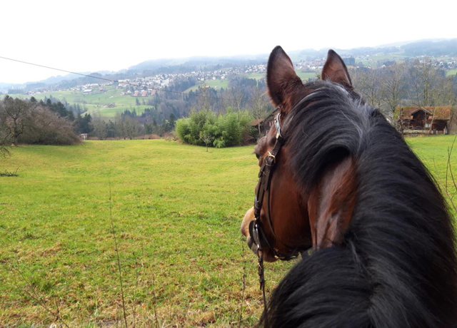 Talavera v. Summertime am 2. Weihnachtsfeiertag 2019 - Trakehner Gestt Hmelschenburg - Beate Langels