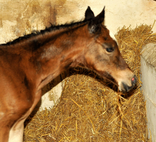 Trakehnerfohlen von High Motion u.d. Greta Garbo v. Alter Fritz, Gestt Hmelschenburg - Beate Langels