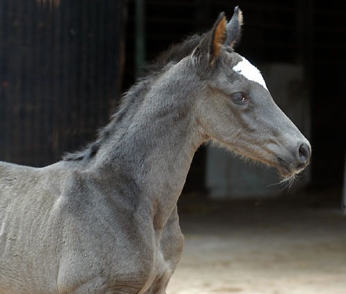 Trakehner Rapphengst von Shavalou u.d. Greta Garbo v. Alter Fritz, Trakehner Gestt Hmelschenburg