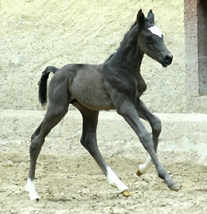 Trakehner Rapphengst von Shavalou u.d. Greta Garbo v. Alter Fritz, Trakehner Gestt Hmelschenburg