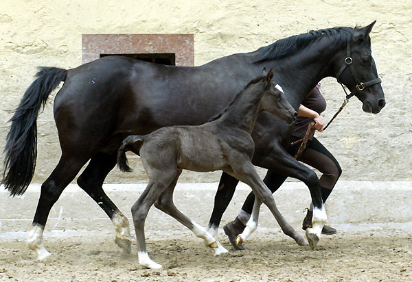 Trakehner Rapphengst von Shavalou u.d. Greta Garbo v. Alter Fritz, Trakehner Gestt Hmelschenburg