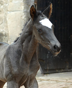 Trakehner Rapphengst von Shavalou u.d. Greta Garbo v. Alter Fritz, Trakehner Gestt Hmelschenburg