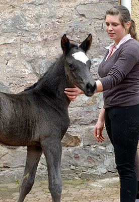 Trakehner Rapphengst von Shavalou u.d. Greta Garbo v. Alter Fritz, Trakehner Gestt Hmelschenburg