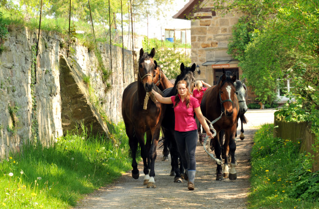 Unsere jungen Reitpferde genieen das Wochenende auf der Koppel - Foto: Beate Langels