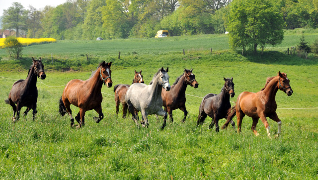 Unsere jungen Reitpferde genieen das Wochenende auf der Koppel - Foto: Beate Langels