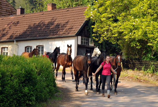 Unsere jungen Reitpferde genieen das Wochenende auf der Koppel- Foto: Beate Langels