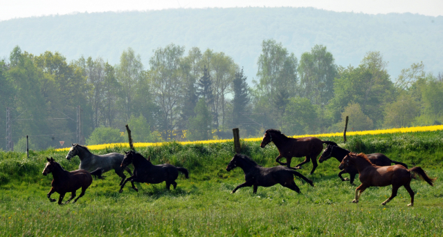 Unsere jungen Reitpferde genieen das Wochenende auf der Koppel - Foto: Beate Langels