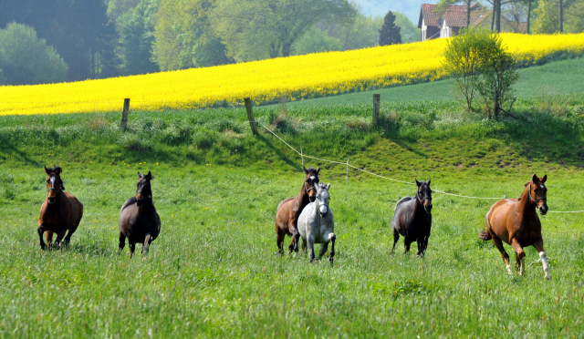 Unsere jungen Reitpferde genieen das Wochenende auf der Koppel- Foto: Beate Langels