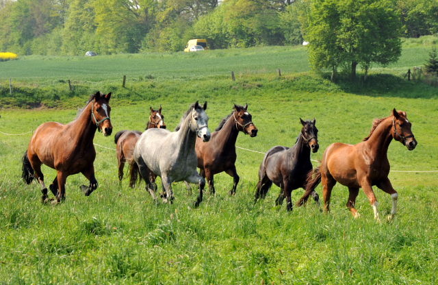 Unsere jungen Reitpferde genieen das Wochenende auf der Koppel - Foto: Beate Langels