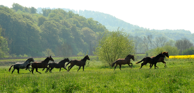 Unsere jungen Reitpferde genieen das Wochenende auf der Koppel - im Gestt Hmelschenburg - Foto: Beate Langels