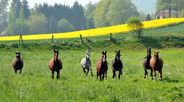Unsere jungen Reitpferde genieen das Wochenende auf der Koppel - Foto: Beate Langels