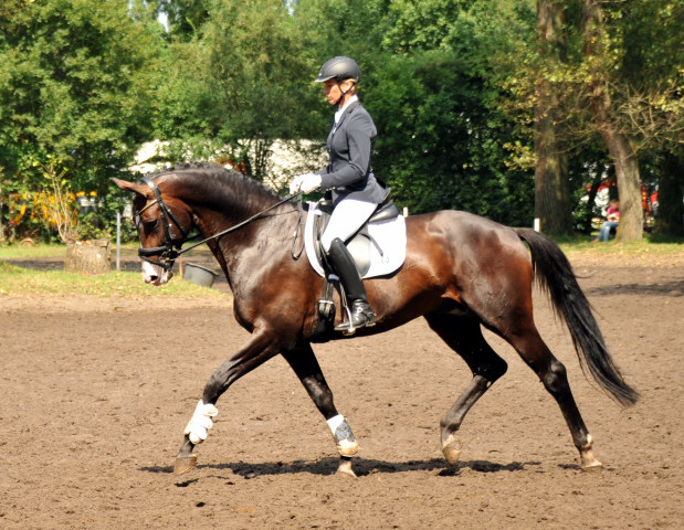 Trakehner Hengst GRAND CORAZON von Symont u.d. Pr.u.StPrSt. Guendalina v. Red Patrick xx Foto: Beate Langels - Trakehner Gestt Hmelschenburg