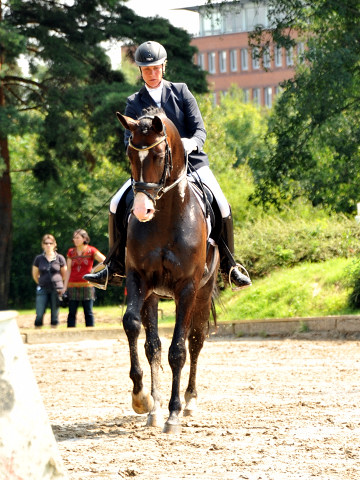 Trakehner Hengst GRAND CORAZON von Symont u.d. Pr.u.StPrSt. Guendalina v. Red Patrick xx Foto: Beate Langels - Trakehner Gestt Hmelschenburg