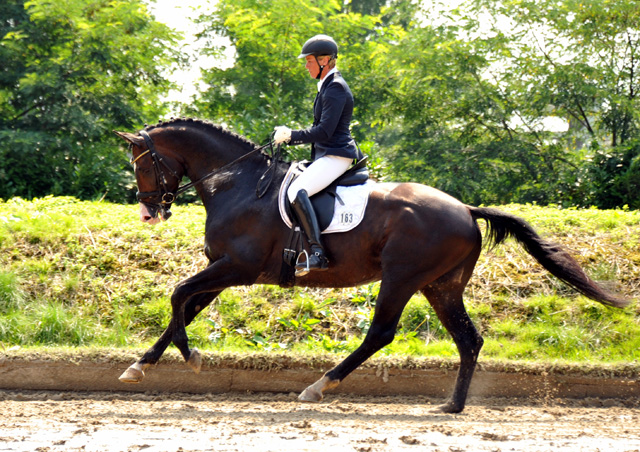 Trakehner Hengst GRAND CORAZON von Symont u.d. Pr.u.StPrSt. Guendalina v. Red Patrick xx Foto: Beate Langels - Trakehner Gestt Hmelschenburg