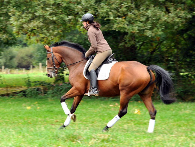 Oldenburger Stute BERESINA von Summertime u.d. Beloved v. Kostolany - Foto: Beate Langels - Trakehner Gestt Hmelschenburg