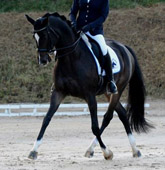 Grand Prix erfolgreich: Starlet von Alter Fritz x Kostolany