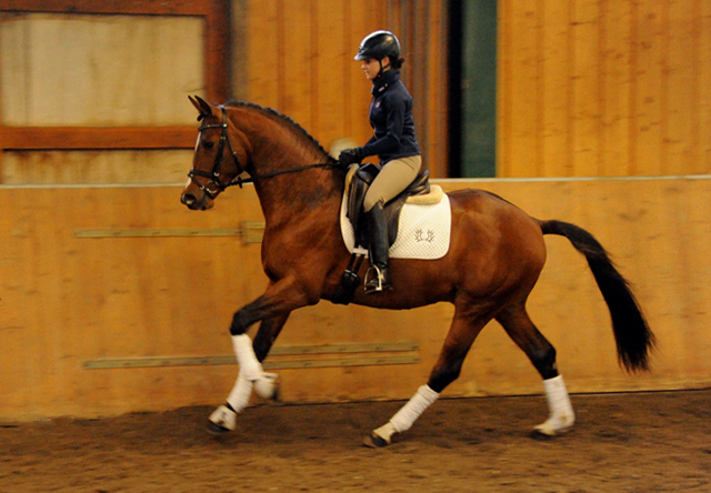 High Motion v.  Saint Cyr v. Kostolany - Foto: Beate Langels - Trakehner Gestt Hmelschenburg