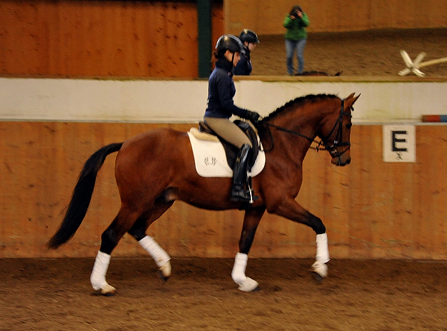 High Motion v.  Saint Cyr v. Kostolany - Foto: Beate Langels - Trakehner Gestt Hmelschenburg