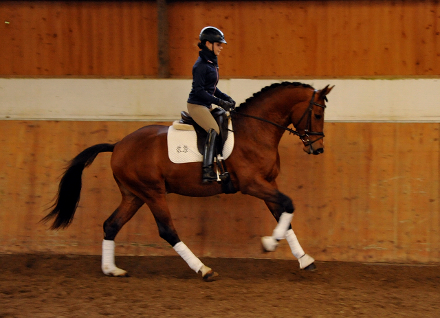 High Motion v.  Saint Cyr v. Kostolany - Foto: Beate Langels - Trakehner Gestt Hmelschenburg