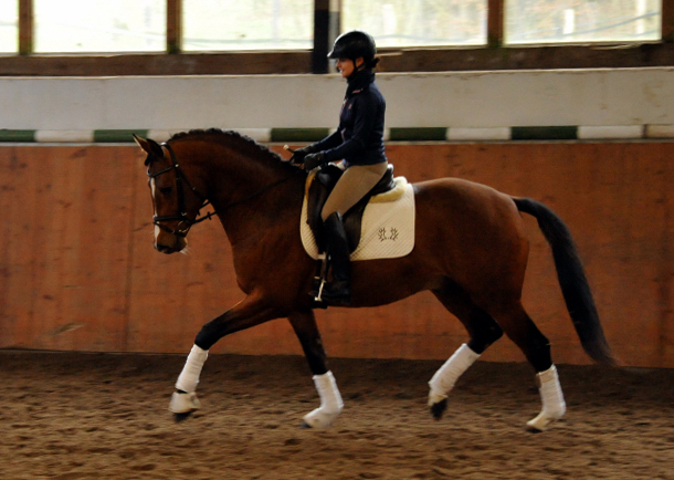 High Motion v.  Saint Cyr v. Kostolany - Foto: Beate Langels - Trakehner Gestt Hmelschenburg