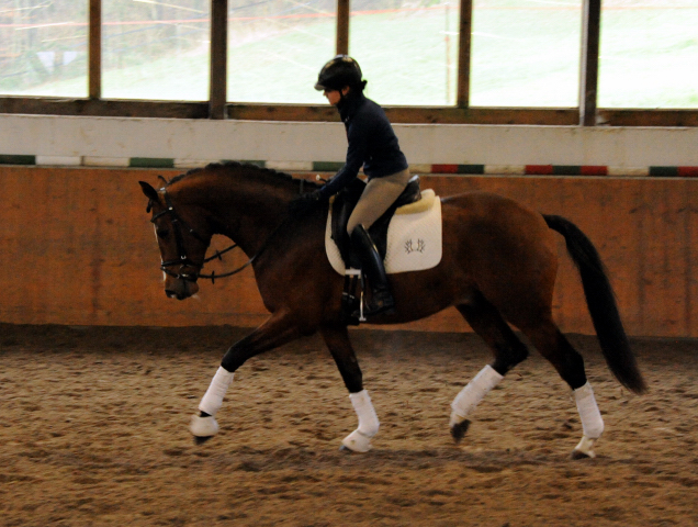 High Motion v.  Saint Cyr v. Kostolany - Foto: Beate Langels - Trakehner Gestt Hmelschenburg