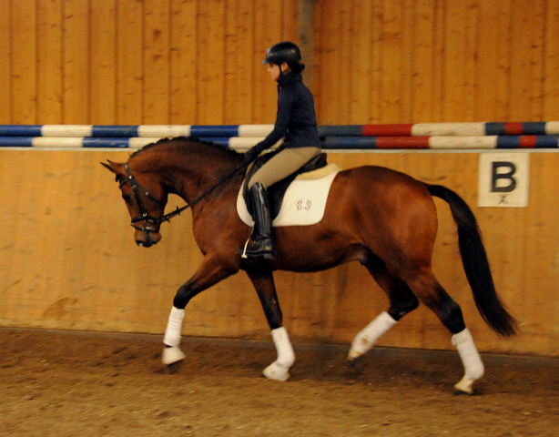 High Motion v.  Saint Cyr v. Kostolany - Foto: Beate Langels - Trakehner Gestt Hmelschenburg
