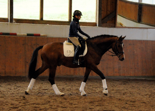 High Motion v.  Saint Cyr v. Kostolany - Foto: Beate Langels - Trakehner Gestt Hmelschenburg