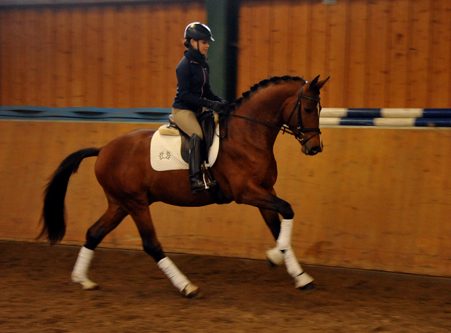 High Motion v.  Saint Cyr v. Kostolany - Foto: Beate Langels - Trakehner Gestt Hmelschenburg