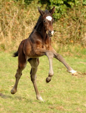 Trakehner Hengstfohlen von Kostolany u.d. Schwalbenfeder v. Summertime - Foto: Beate Langels