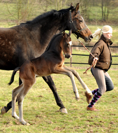 Trakehner Hengstfohlen von Kostolany u.d. Schwalbenfeder v. Summertime - Foto: Beate Langels