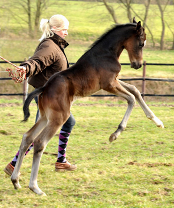 Trakehner Hengstfohlen von Kostolany u.d. Schwalbenfeder v. Summertime - Foto: Beate Langels