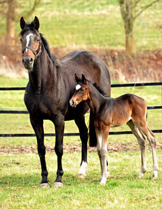 Trakehner Hengstfohlen von Kostolany u.d. Schwalbenfeder v. Summertime - Foto: Beate Langels