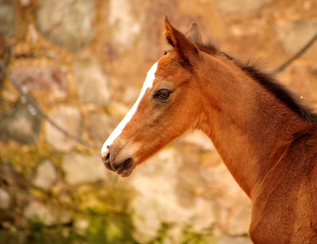 Hengstfohlen von High Motion u.d. Pr.u.StPrSt. Vittoria v. Exclusiv - Trakehner Gestt Hmelschenburg - Foto: Beate Langels - Trakehner Gestt Hmelschenburg