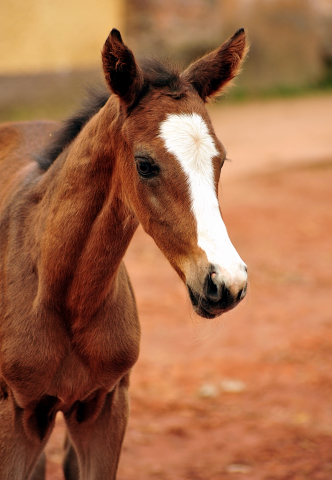 Hengstfohlen von High Motion u.d. Pr.u.StPrSt. Vittoria v. Exclusiv - Trakehner Gestt Hmelschenburg - Foto: Beate Langels - Trakehner Gestt Hmelschenburg