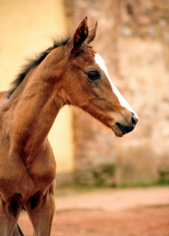 Hengstfohlen von High Motion u.d. Pr.u.StPrSt. Vittoria v. Exclusiv - Trakehner Gestt Hmelschenburg - Foto: Beate Langels - Trakehner Gestt Hmelschenburg