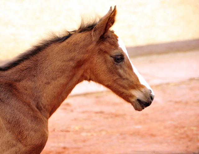 Hengstfohlen von High Motion u.d. Pr.u.StPrSt. Vittoria v. Exclusiv - Trakehner Gestt Hmelschenburg - Foto: Beate Langels - Trakehner Gestt Hmelschenburg