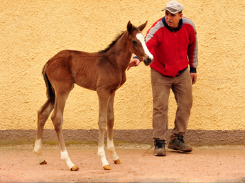 Hengstfohlen von High Motion u.d. Pr.u.StPrSt. Vittoria v. Exclusiv - Trakehner Gestt Hmelschenburg - Foto: Beate Langels - Trakehner Gestt Hmelschenburg